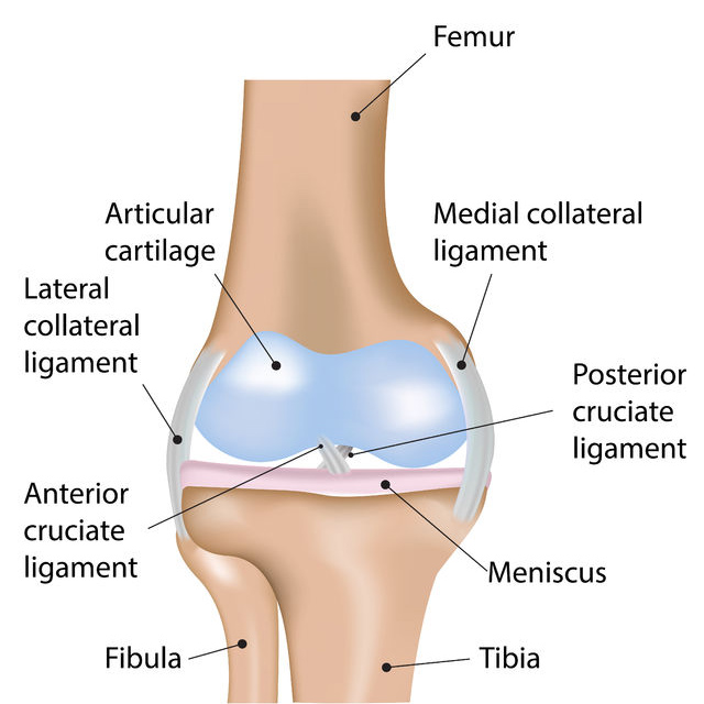 Diagram showing the anatomy of the knee.