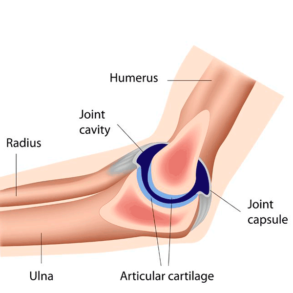 Diagram showing the anatomy of the elbow joint.